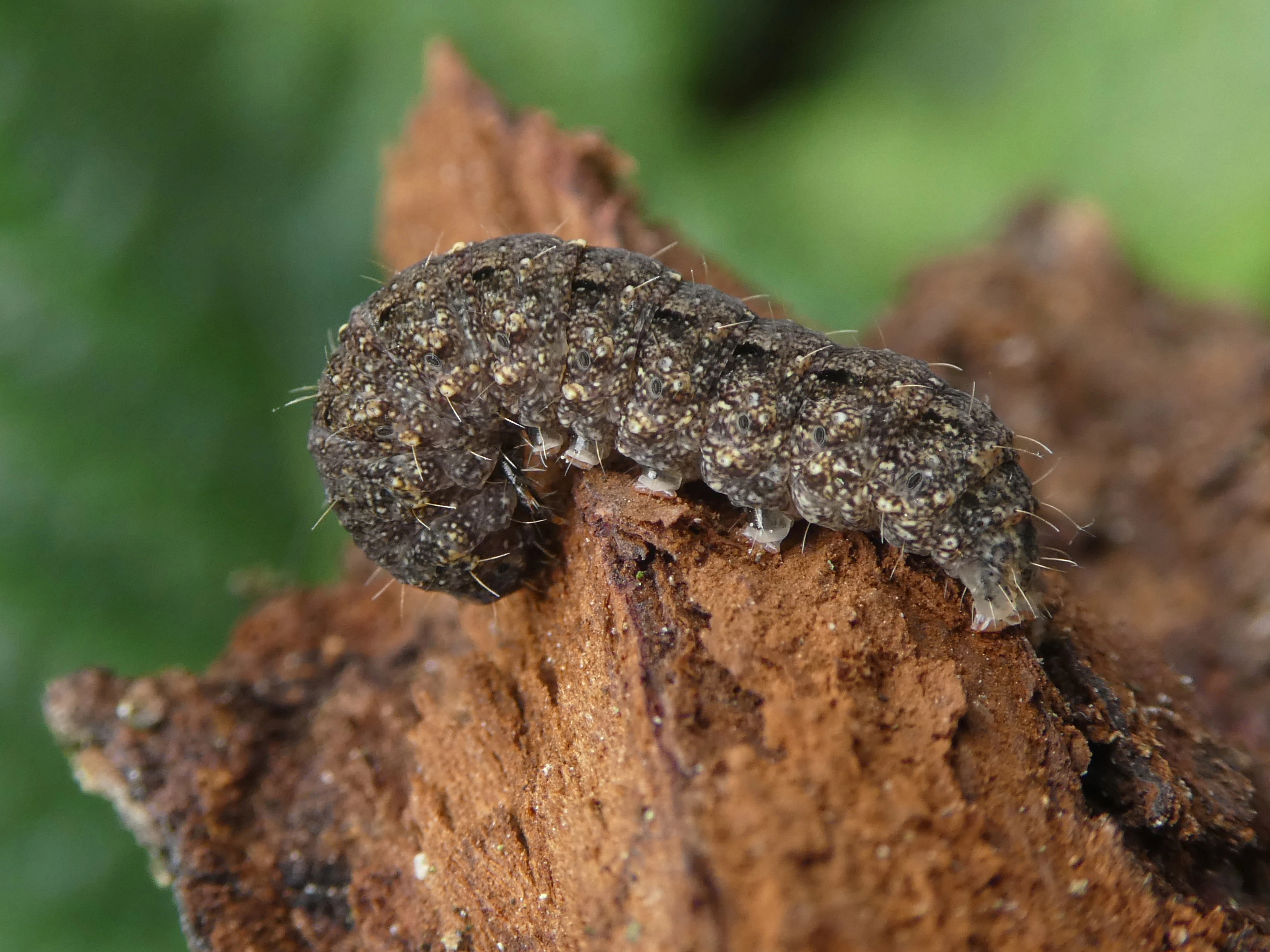 kadeni stofuil, Rayan Majoor, Wageningen, 13 april 2020.jpg